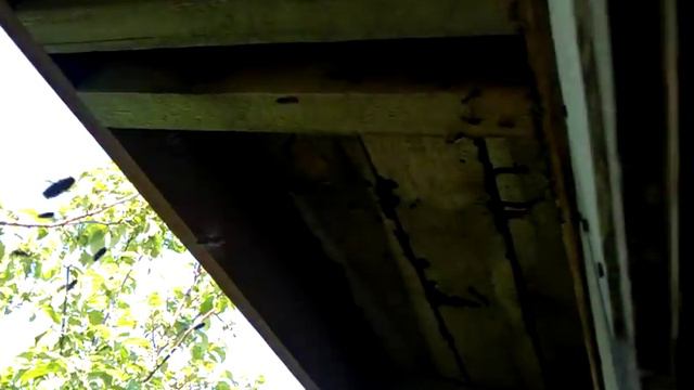 Пчелы под крышей (Замостье-2015)