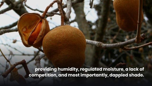 Plumeria Seed Pods: The Ultimate Guide смотреть онлайн