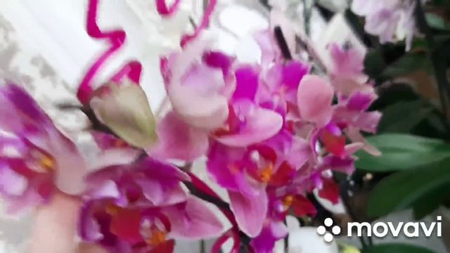 Получите громадные шапки цветов на орхидеях! Раскрываю ВСЕ, ВСЕ, ВСЕ свои секреты! смотреть онлайн