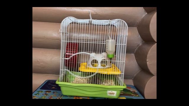 Как определить беременная хомячиха или нет смотреть онлайн