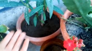 Олеандр| выращивание и цветение