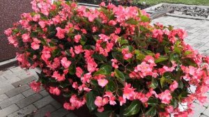 Бегония вечноцветущая big deluxxe