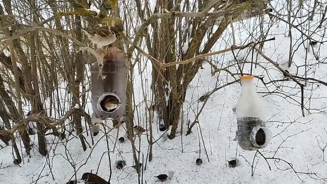 Столовая для птиц | Воробьи | Синица | Лазоревка | Дятел | Накормим птиц зимой смотреть онлайн