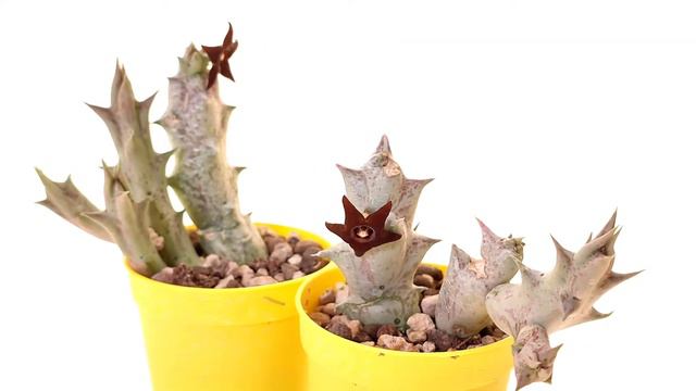 Caralluma hesperidum смотреть онлайн