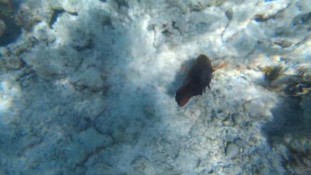 Цветные рыбки Красное море Пляж Эль Фанар, курорт Шарм - эль - Шейх смотреть онлайн
