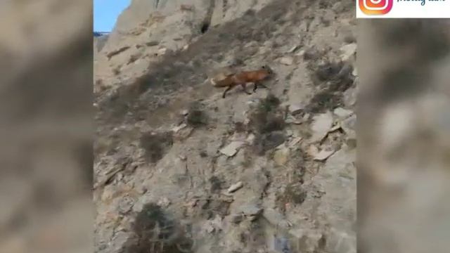 В Анапе туристы "поймали" на видео дикую лису смотреть онлайн