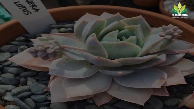 x Sedeveria apresentação de 3 espécies desse incrível gênero ! смотреть онлайн