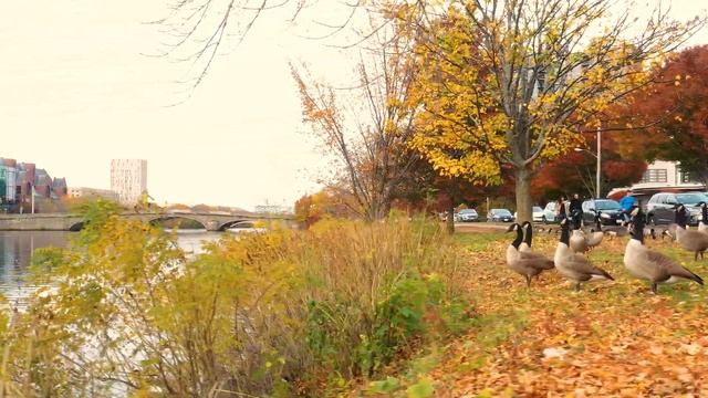 [USA] Harvard University, The Most Beautiful Campus in the Fall l 4K Drone смотреть онлайн
