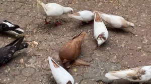 Особенности паровки бакинских голубей с другими породами бойных голубей. Если спаровать почтаря с б