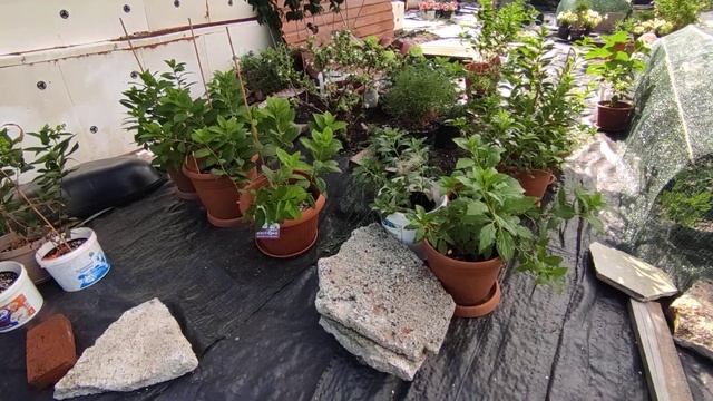 Гортензии под навесом?убираю метельчатые на открытую площадку?23.08.2023