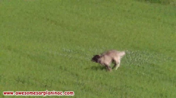 Natural Born Guardian 👉 Sarplaninac 👑 King Among Shepherd Dogs