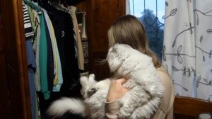 КОТЫ УПРАВЛЯЮТ МОИМ ДНЁМ С ПОМОЩЬЮ КНОПОК 24 ЧАСА