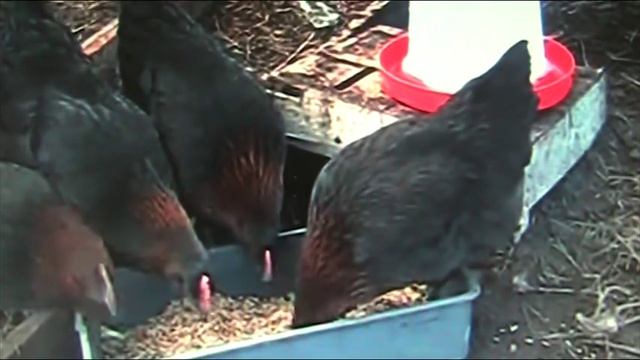 Яйцо, цыпленок, курица?? Что приобрести весной??? //Секреты хороших урожаев. смотреть онлайн