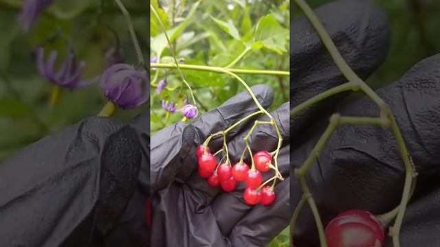 Паслен сладко-горький смотреть онлайн