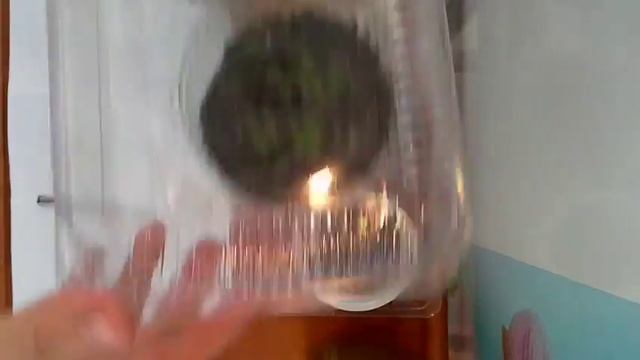 Как правильно посеять семена глоксиний смотреть онлайн