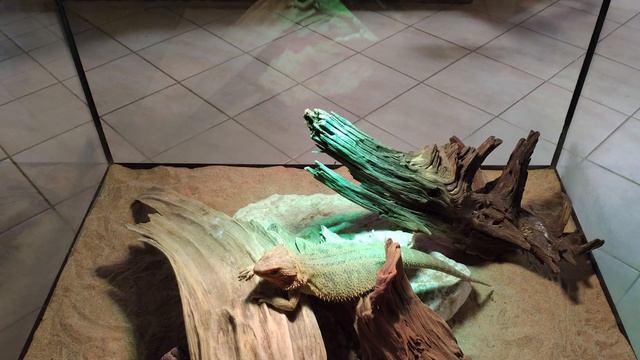 Одно из самых лучших хобби. Террариумистика - с чего начать? смотреть онлайн