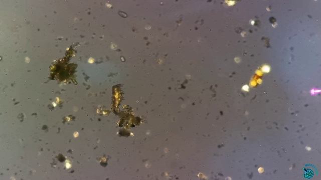 Тихоходка в поляризованном свете смотреть онлайн