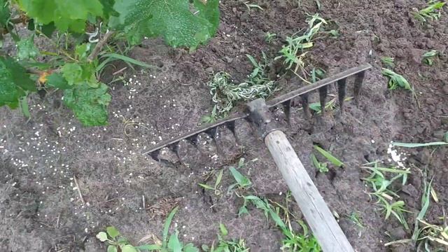 Чем подкармливаю саженцы винограда высаженного весной. смотреть онлайн