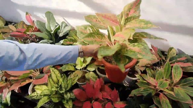 mulai 25 rb, Aglaonema nya banyakk bgtt pilihan nya ‼️ смотреть онлайн
