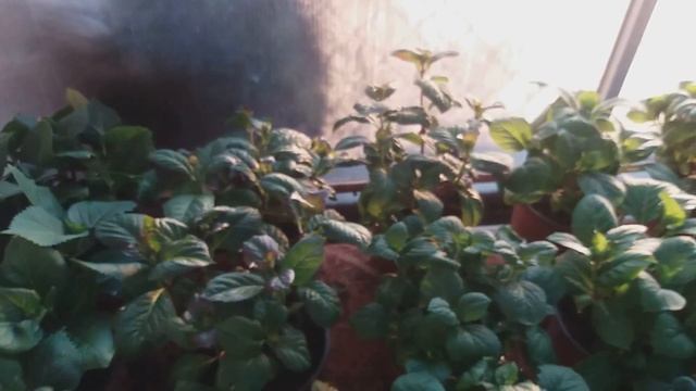 Получили посылку с черенками из совместной закупки))) смотреть онлайн