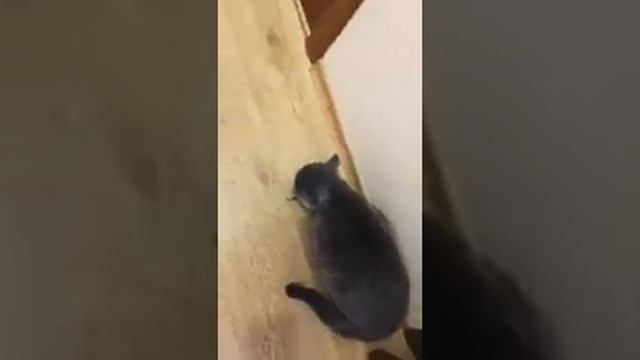 Кот впервые ловит и ест рыбу🤗🐟🐟 смотреть онлайн