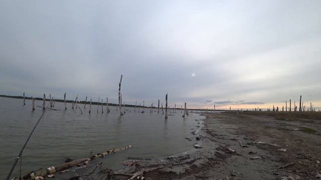 Треустан. Впервые ловлю карпа.#фидер #карп #карповаяловля смотреть онлайн