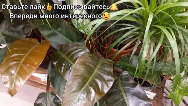 3 часть?Леруа Мерлен в Липецке?Крупномеры?Филодендроны?Фикусы?Драцены?Калатеи?Аглаонемы?Бегонии? смотреть онлайн