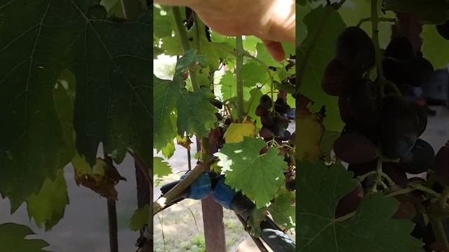 Виноград Ромбик Павловского. смотреть онлайн