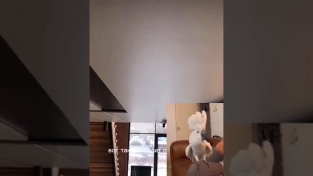 Как выбрать натяжной потолок? Какой потолок лучше? Притязательный клиент пришел сделать выбор. смотреть онлайн