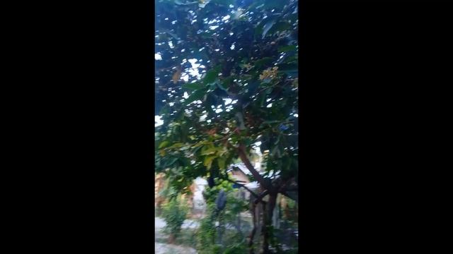 Tanaman Buah Di Pekarangan Rumah смотреть онлайн