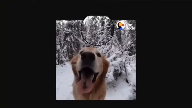 Download And Save GIF From Giphy