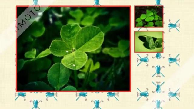 мантра для похудения смотреть онлайн