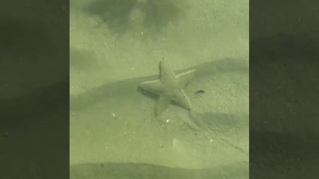 Stella marina a Roseto degli Abruzzi смотреть онлайн