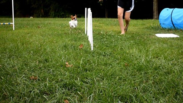 Percy the Papillon Dog: Agility Practice смотреть онлайн