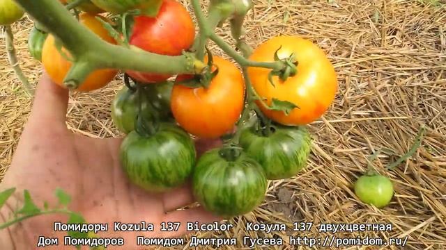 Помидоры Kozula 137 Bicolor — Козуля 137 двухцветная. Очень красивые и вкусные помидоры. Помидом.ру смотреть онлайн