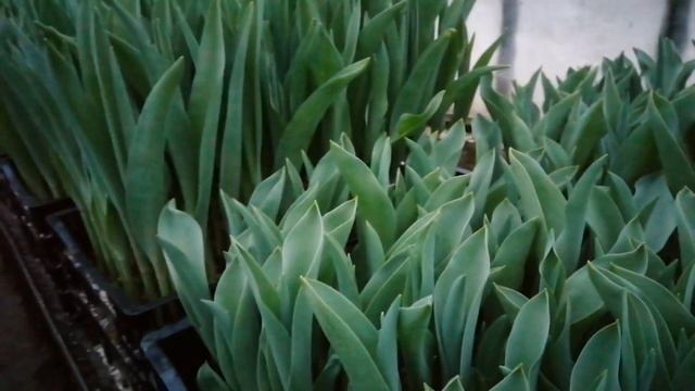 Тюльпаны к 8 марту?2023 смотреть онлайн