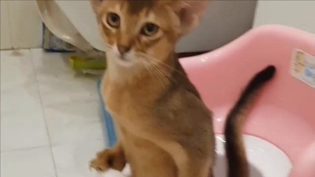 Abyssinian : 8 Things To Know Before Buying An Abyssinian Cat