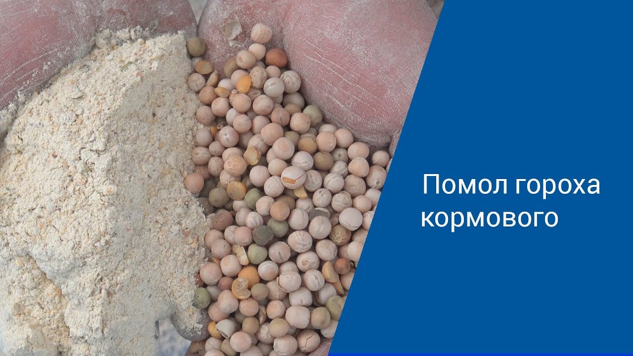 Помол гороха кормового на помолочном комплексе "Ударник" смотреть онлайн