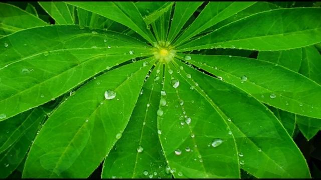 Дачные зарисовки