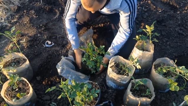 КАК ВЫРАЩИВАТЬ АРБУЗЫ (ПОШАГОВАЯ ИНСТРУКЦИЯ, ОТ СЕМЕЧКИ ДО ЯГОДЫ 25 КГ) смотреть онлайн