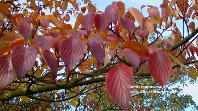 Cornus controversa 'Pagoda' (Wedding Cake Tree) смотреть онлайн