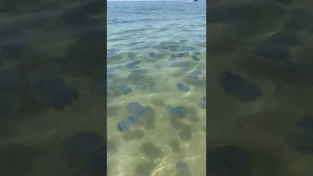 Медузы в лазурном 17.07.2021 смотреть онлайн