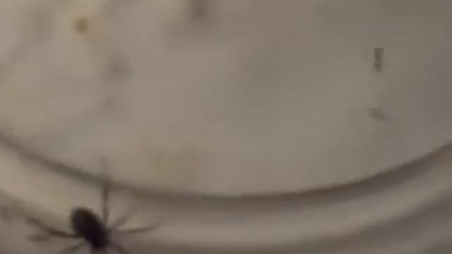 Animal Fight - Black Widow (Spider) vs Fire Ant's смотреть онлайн