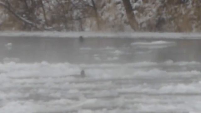 сев.Донец. ледоход, утки среди льдин. смотреть онлайн