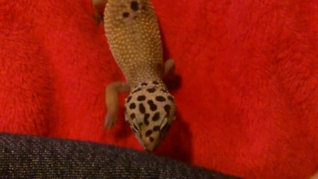 Leopard gecko crawls on me смотреть онлайн