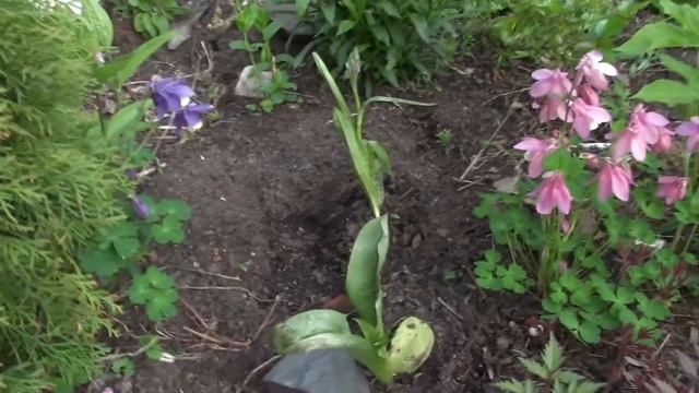 Ярко цветущий миксбордер (Часть 2) смотреть онлайн