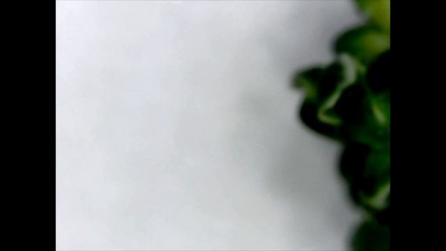 Дремучий лес в брокколи под микроскопом смотреть онлайн