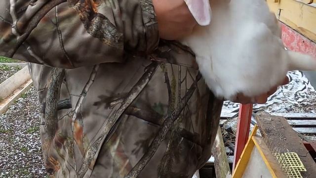 Кролики белый великан. Обзор. На улице. смотреть онлайн