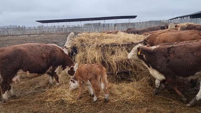 Двойняшки - Герефордики на Зимне = Весеннем Пастбище кфх Дик. 2 Апреля 21года. Еще Ждем тепла!!! смотреть онлайн