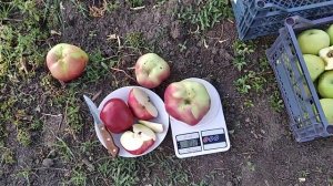 Яблуня Джумбо Помм. Врожай 2021.